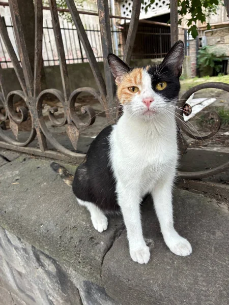 Кошка Ириска, трёхцветная — Egyptian cat