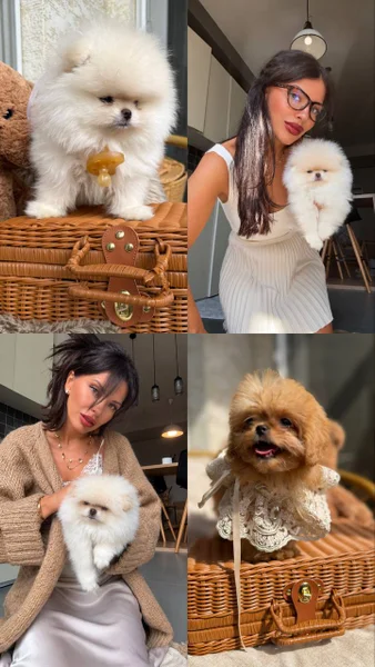 Щенки премиальных пород (Мальтипу — Lhasa, Shih-Tzu, toy poodle