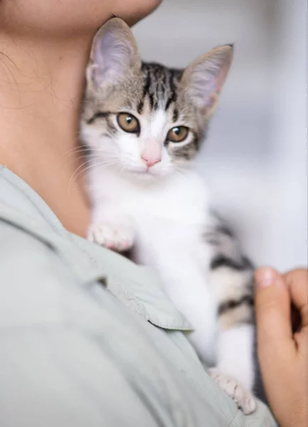 Котёнок Анфиска — Egyptian cat, tabby