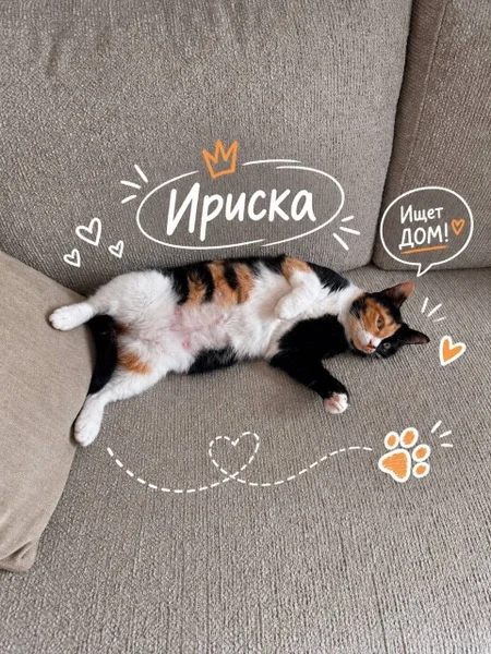 Кошечка Ириска в добрые руки — Brittany spaniel