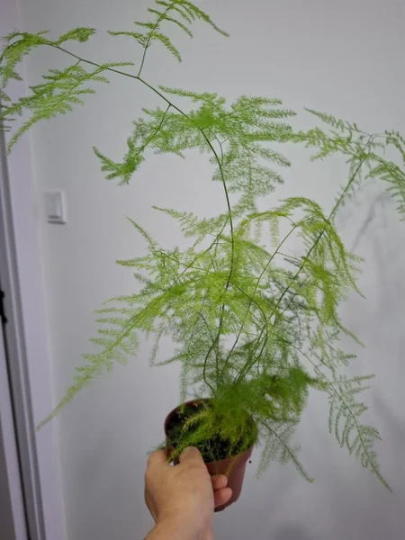 Аспарагус — pot