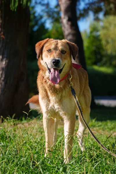 Собака Лёва в добрые руки — golden retriever