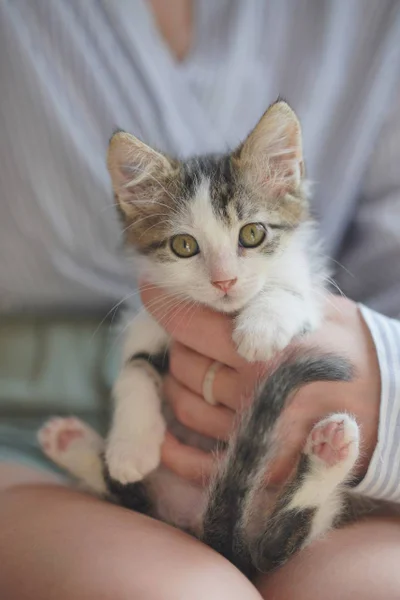 Котёнок Шмат в добрые руки — Egyptian cat, tiger cat, tabby