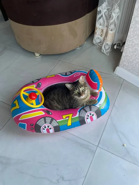 Кошка Кэти в добрые руки — tabby