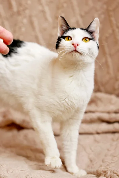 Кошечка Мерилин в добрые руки — Persian cat, Egyptian cat, lynx