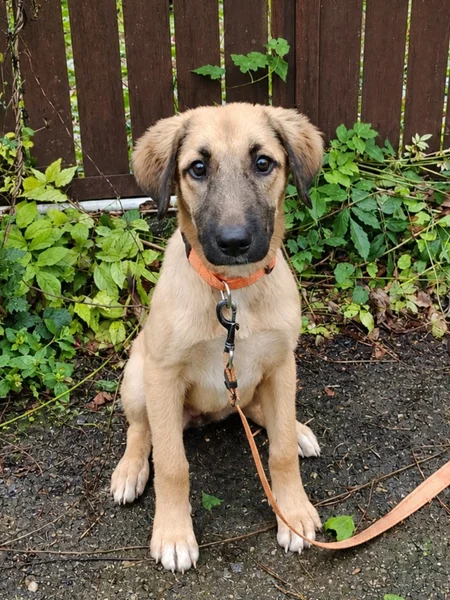 Щенок метис овчарки Арвен — malinois
