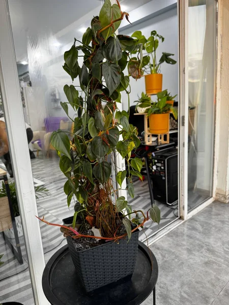 Комнатное растение Филодендрон scandens brasil — pot, sliding door
