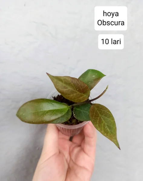 Hoya Obscura — fig, pot