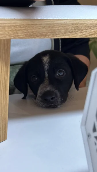 Щенок в добрые руки — bluetick, Labrador retriever