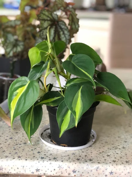Филодендрон scandens brasil — pot