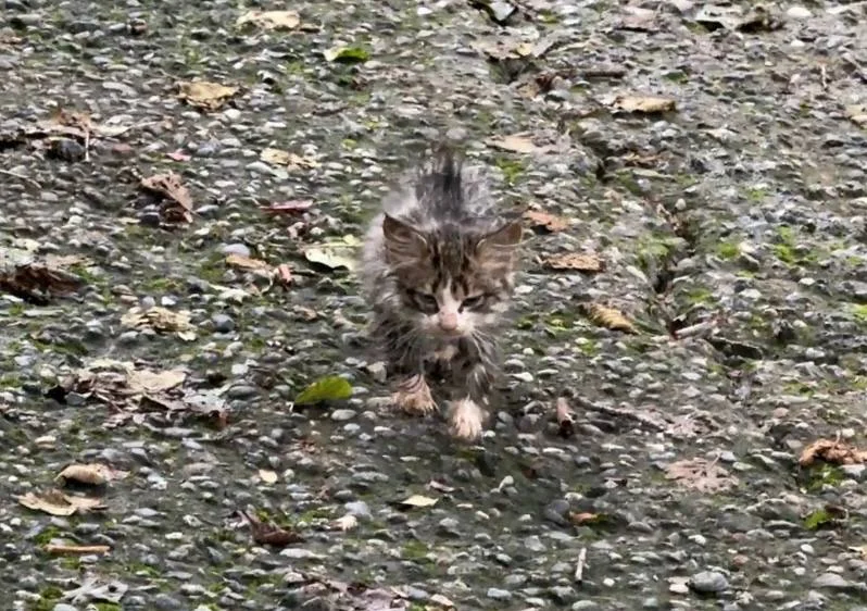 Котёнок — tabby