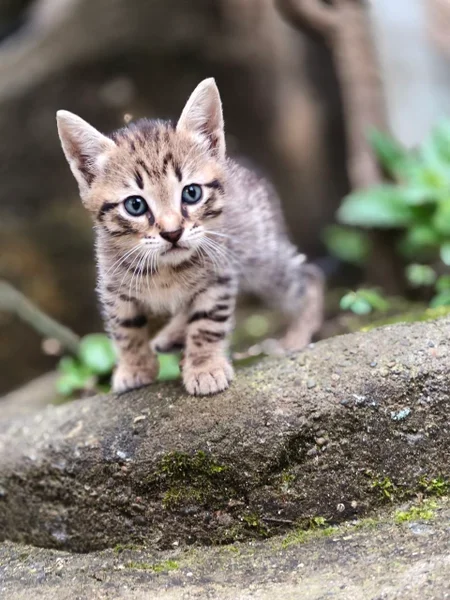 Котята в добрые руки — Egyptian cat, lynx, tabby