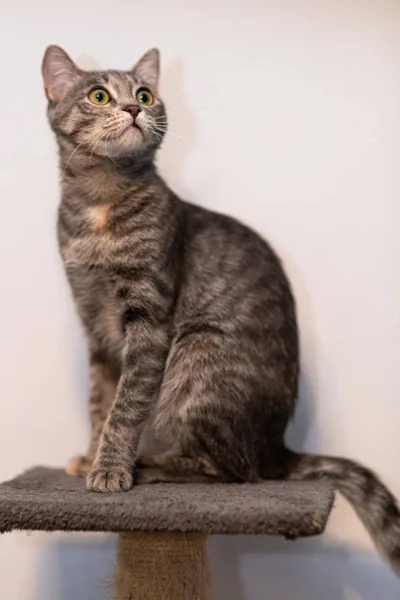 Кошка Смоки — Egyptian cat, tabby, tiger cat