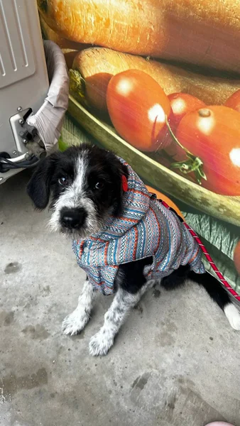 Щенок Снорби — miniature schnauzer, Tibetan terrier