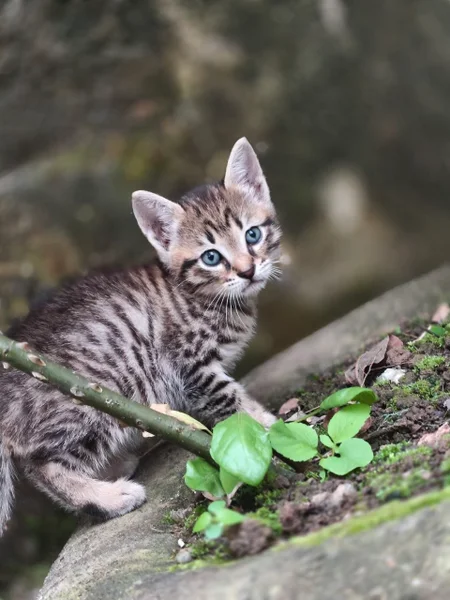 Котенок в добрые руки — tiger cat, tabby, Egyptian cat