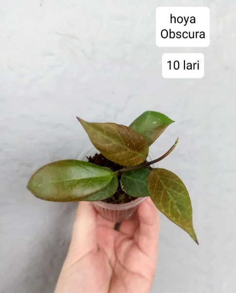 Marantha Kerchoveana