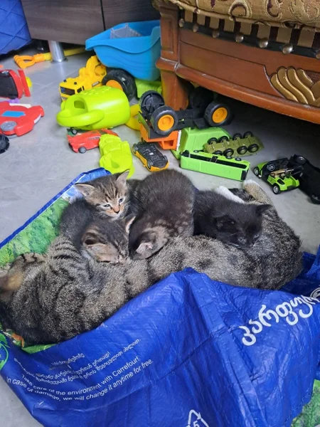 Котята в добрые руки — tabby, tiger cat, Egyptian cat