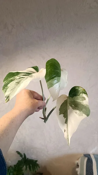Каллизия зелёная — quill, head cabbage, cucumber