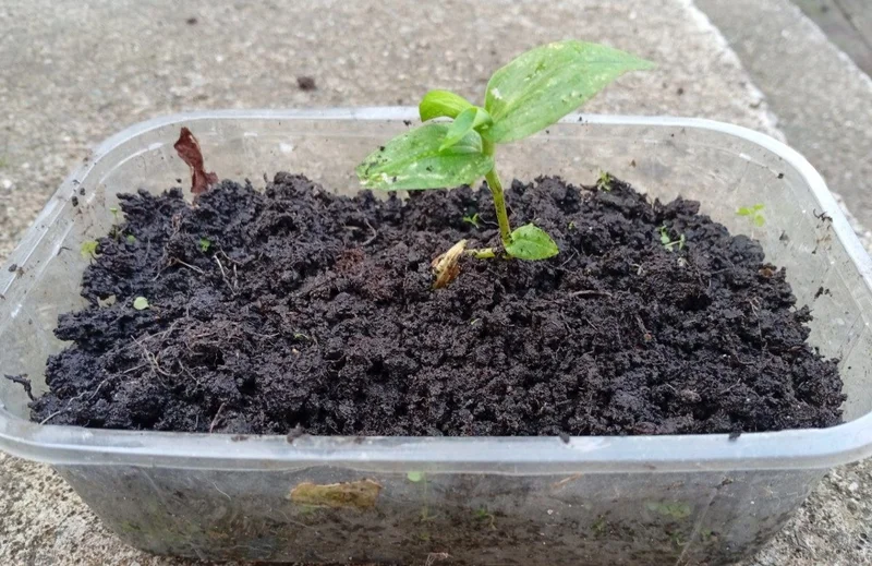 Традесканция садовая — pot