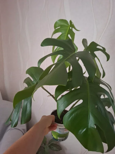 Суккуленты — pot, vase