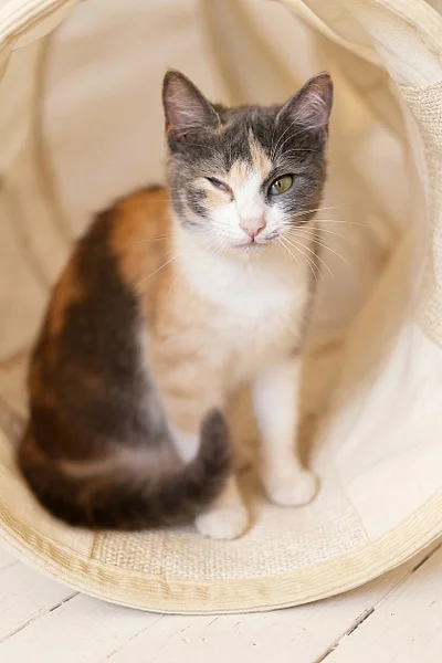 Трехцветная кошка Чупа в добрые руки — Egyptian cat, tabby