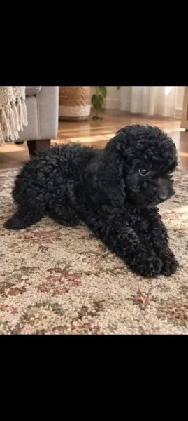 Щенок пуделя черный — miniature poodle, toy poodle