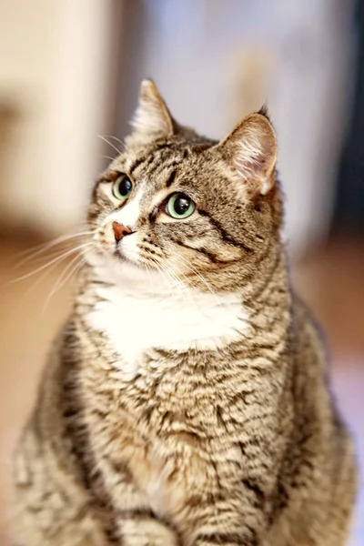 Кошка Валиди — tabby, tiger cat, Egyptian cat