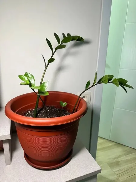 Цветок Замиокулькас в горшке — pot