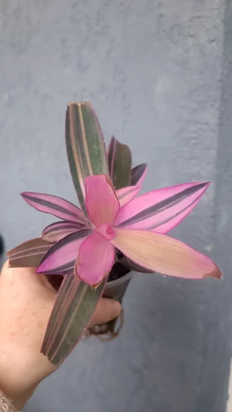 Сеткреазия вариегатная — pinwheel, daisy