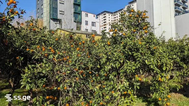 Земля на продажу. Посёлок Аэропорт