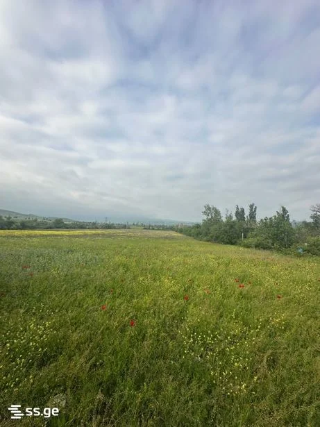 Land For Sale. Lilo